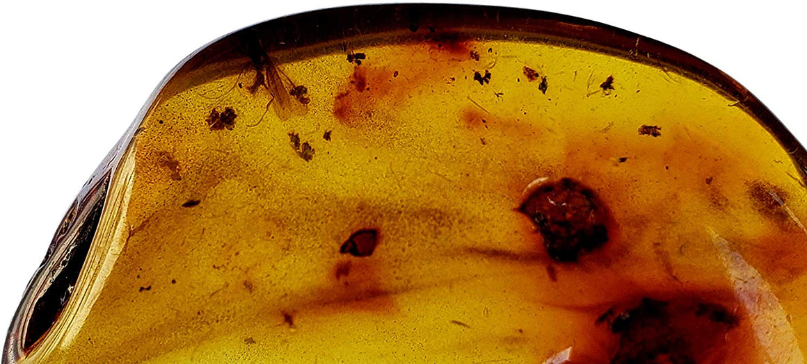 Genuine Amber Fossil Specimen - Multiple Insect Inclusions - Naturally Formed from Colombia with Bugs Inside - Museum Grade, A-Grade - Great Collectible (38mm x 20mm) - dinosaursrocksuperstore