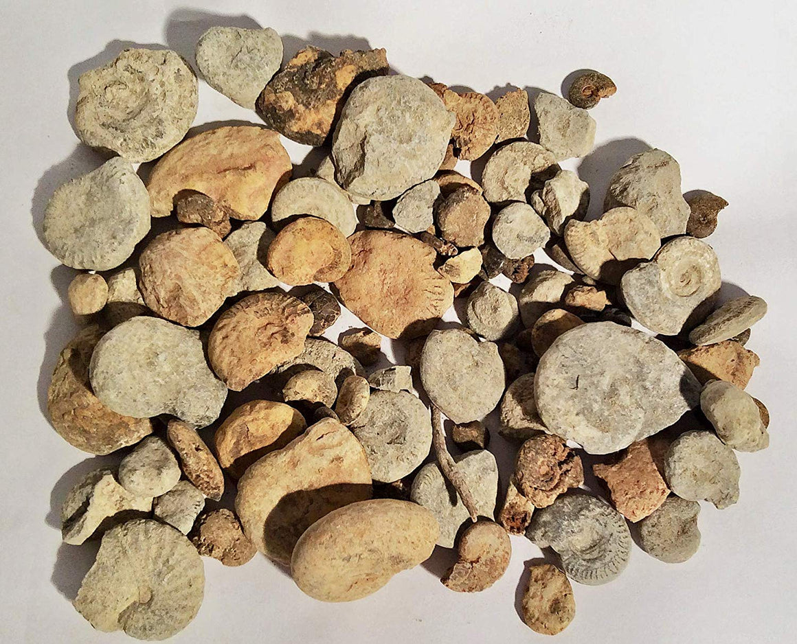 Bulk Educational Ammonite Fossils - Genuine - 1/2 Pound - 40+ Pieces - dinosaursrocksuperstore