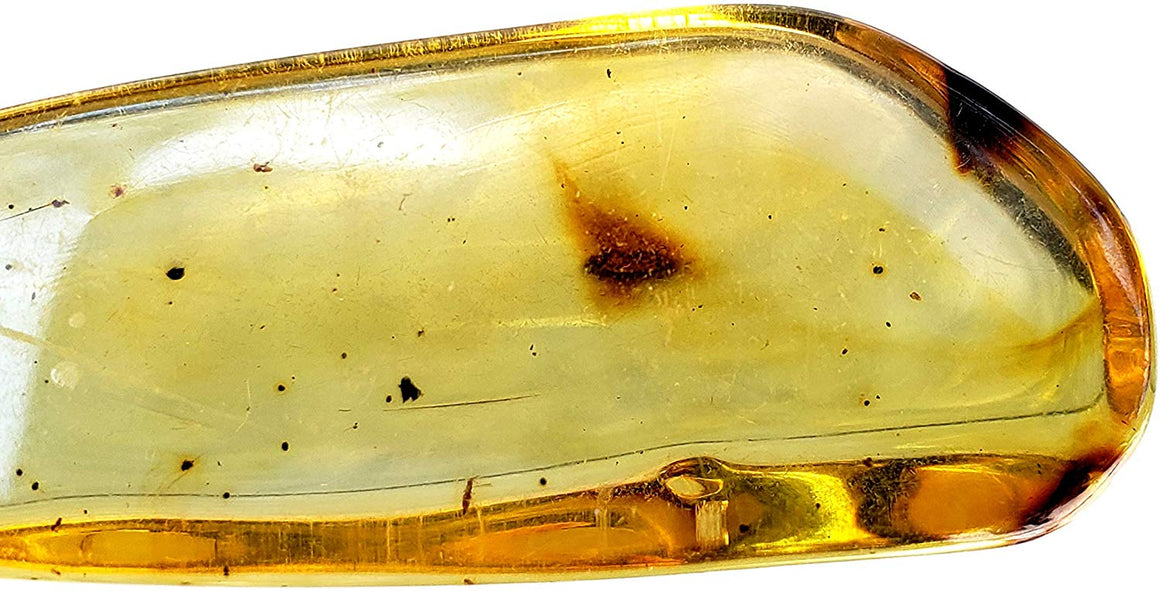 Genuine Amber Fossil Specimen - Multiple Insect Inclusions - Naturally Formed from Colombia with Bugs Inside - Museum Grade, A-Grade - Great Collectible (48mm x 17mm) - dinosaursrocksuperstore