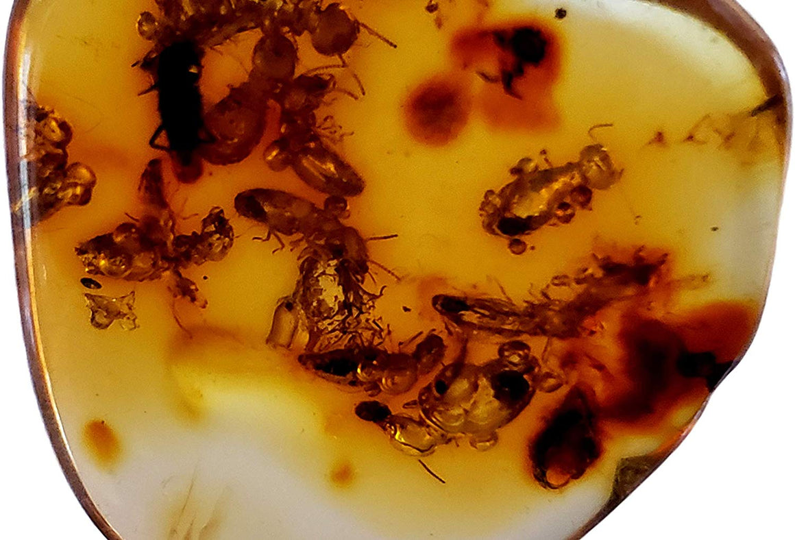Genuine Amber Fossil Specimen - Multiple Insect Inclusions - Naturally Formed from Colombia with Bugs Inside - Museum Grade, A-Grade - Great Collectible - Piece #13 (25mm x 23mm) - dinosaursrocksuperstore