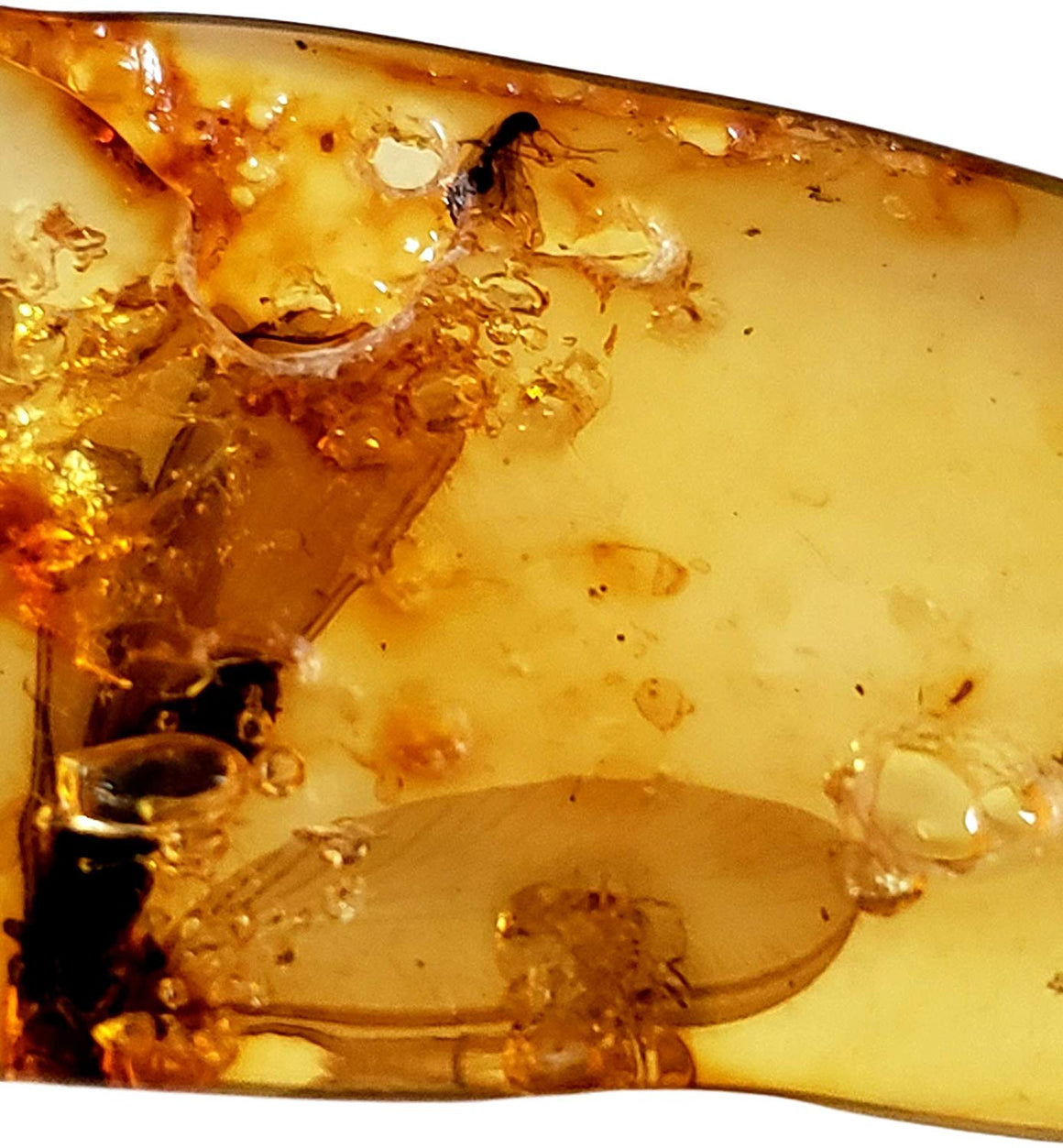 Genuine Amber Fossil Specimen - Multiple Insect Inclusions - Naturally Formed from Colombia with Bugs Inside - Museum Grade, A-Grade - Great Collectible - Piece #7 (78mm x 18mm) - dinosaursrocksuperstore