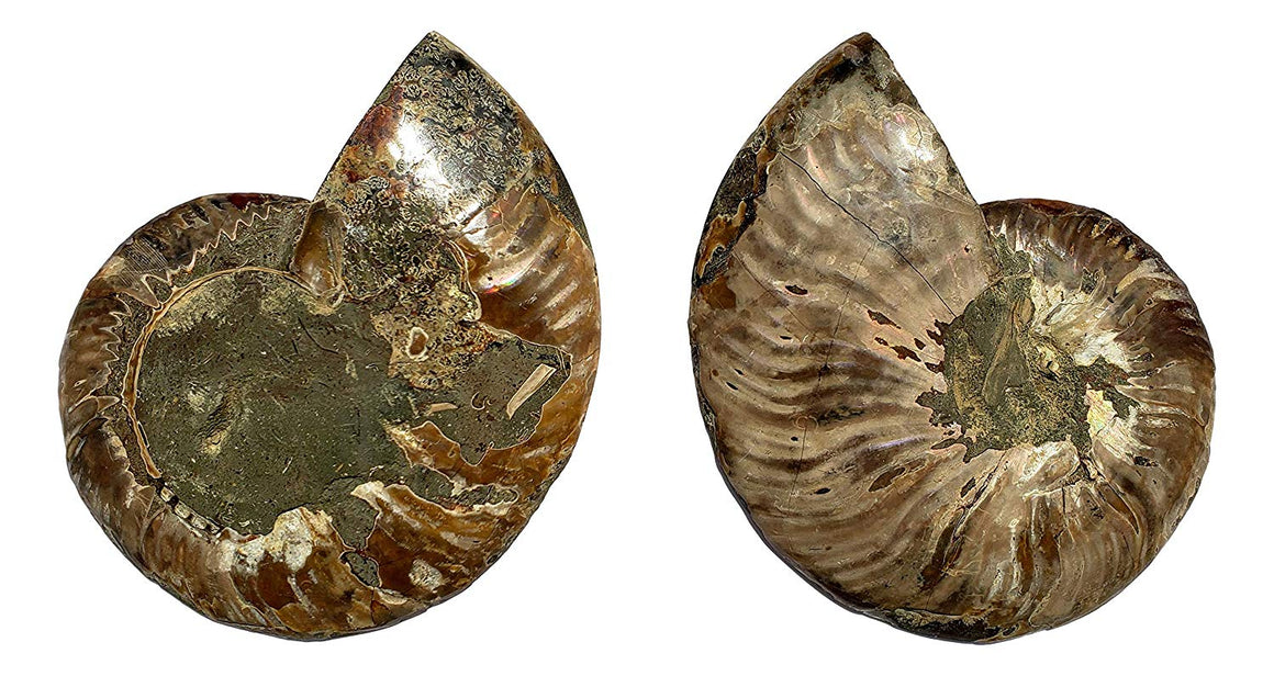 Genuine Ammonite Fossil Pair - Split and Polished - from Madagascar (16) - dinosaursrocksuperstore