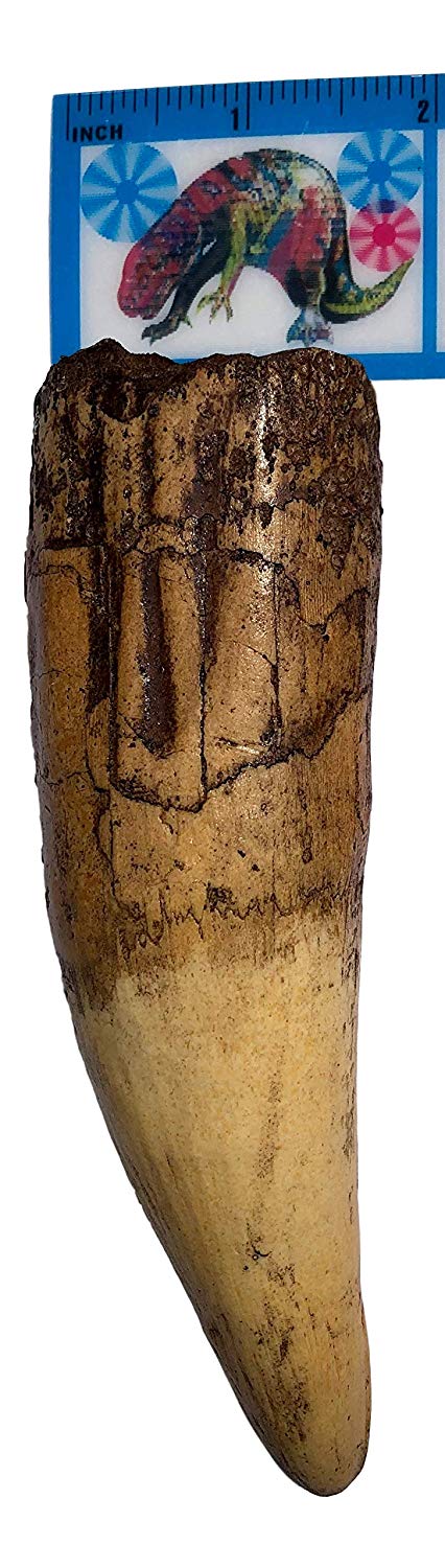 Spinosaurus Dinosaur Tooth Replica - 6.5" - Museum Quality Cast Fossil Specimen - dinosaursrocksuperstore