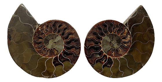 Genuine Ammonite Fossil Pair - Split and Polished - from Madagascar (8) - dinosaursrocksuperstore