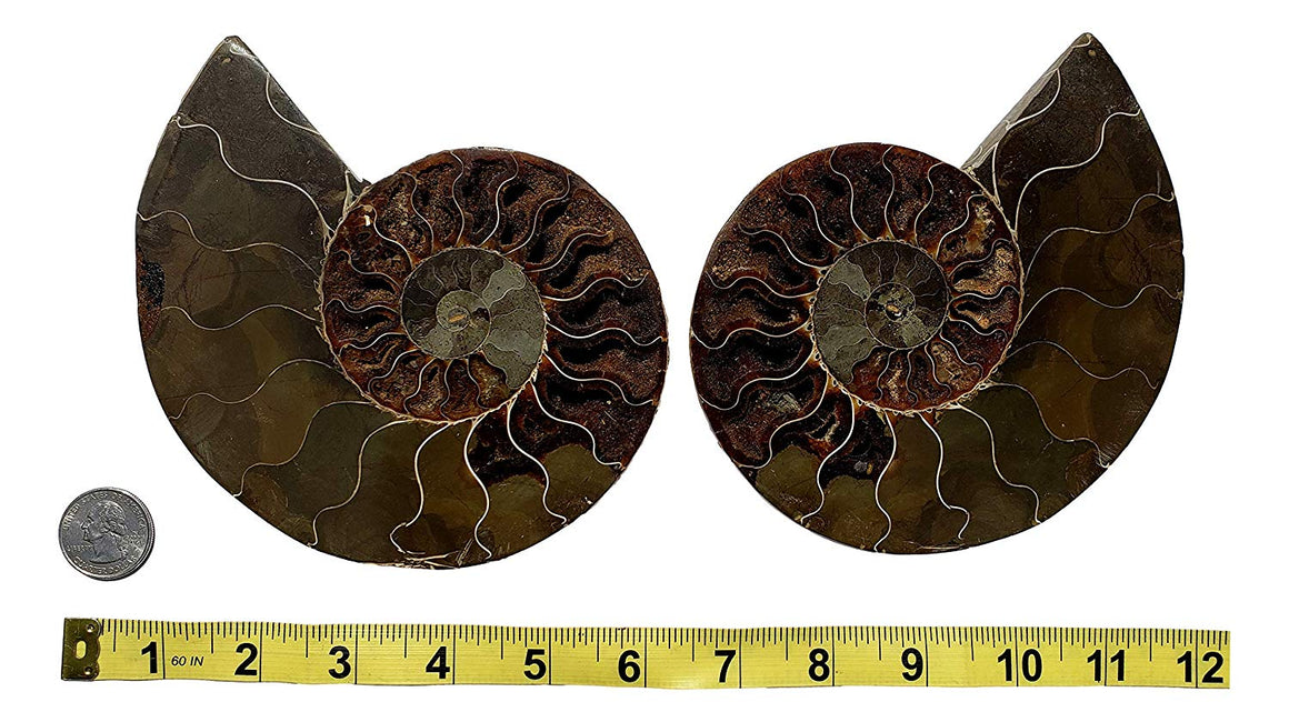 Genuine Ammonite Fossil Pair - Split and Polished - from Madagascar (8) - dinosaursrocksuperstore