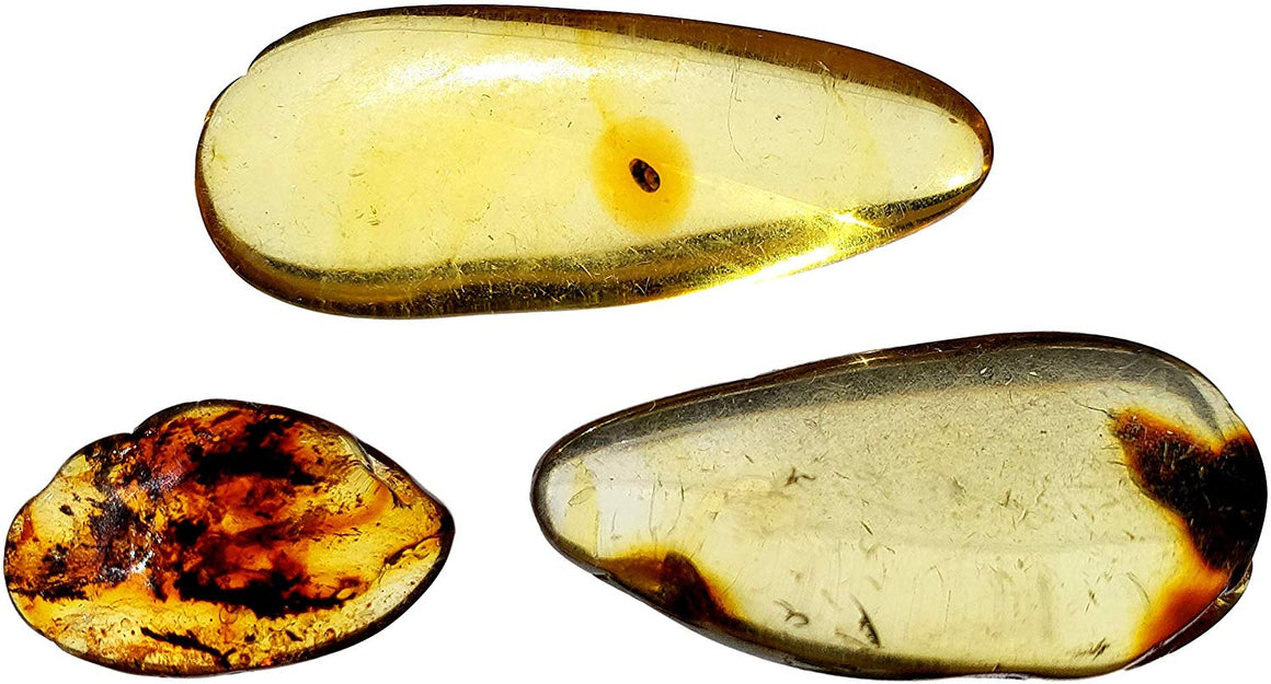 Genuine Colombian Amber Fossil Specimen - Naturally Formed - May Contain Inclusions - Great Collectible - dinosaursrocksuperstore
