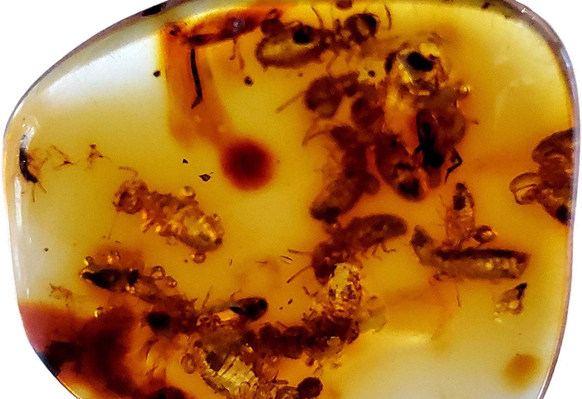Genuine Amber Fossil Specimen - Multiple Insect Inclusions - Naturally Formed from Colombia with Bugs Inside - Museum Grade, A-Grade - Great Collectible - Piece #13 (25mm x 23mm) - dinosaursrocksuperstore