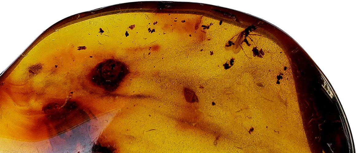 Genuine Amber Fossil Specimen - Multiple Insect Inclusions - Naturally Formed from Colombia with Bugs Inside - Museum Grade, A-Grade - Great Collectible (38mm x 20mm) - dinosaursrocksuperstore