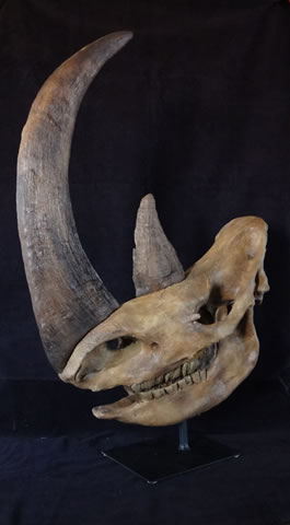 Woolly Rhino skull replica - dinosaursrocksuperstore