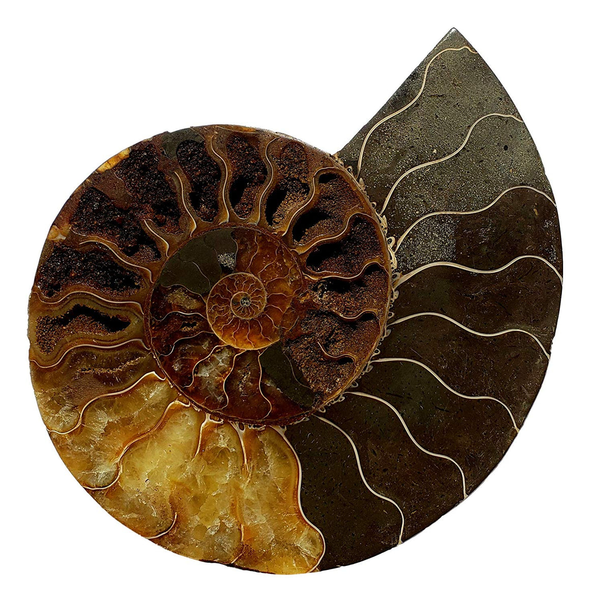 Genuine Ammonite Fossil Pair - Split and Polished - from Madagascar (9) - dinosaursrocksuperstore