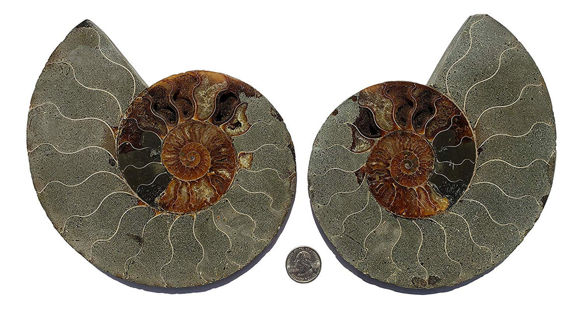 Genuine Ammonite Fossil Pair - Split and Polished - from Madagascar (11) - dinosaursrocksuperstore