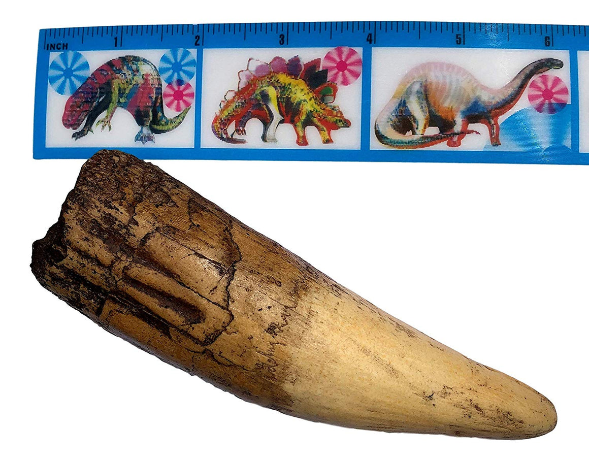Spinosaurus Dinosaur Tooth Replica - 6.5" - Museum Quality Cast Fossil Specimen - dinosaursrocksuperstore