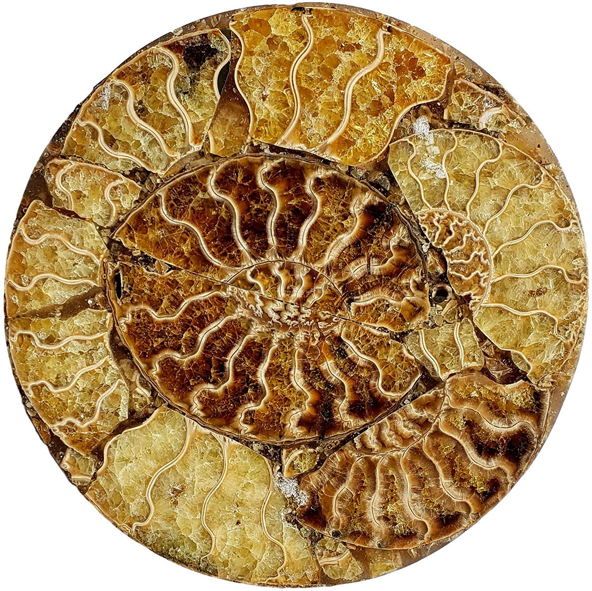 Genuine Multi-Ammonite Fossil Collage Display Specimen and Decorative Serving Platter or Large Coaster from Madagascar (Small) - dinosaursrocksuperstore
