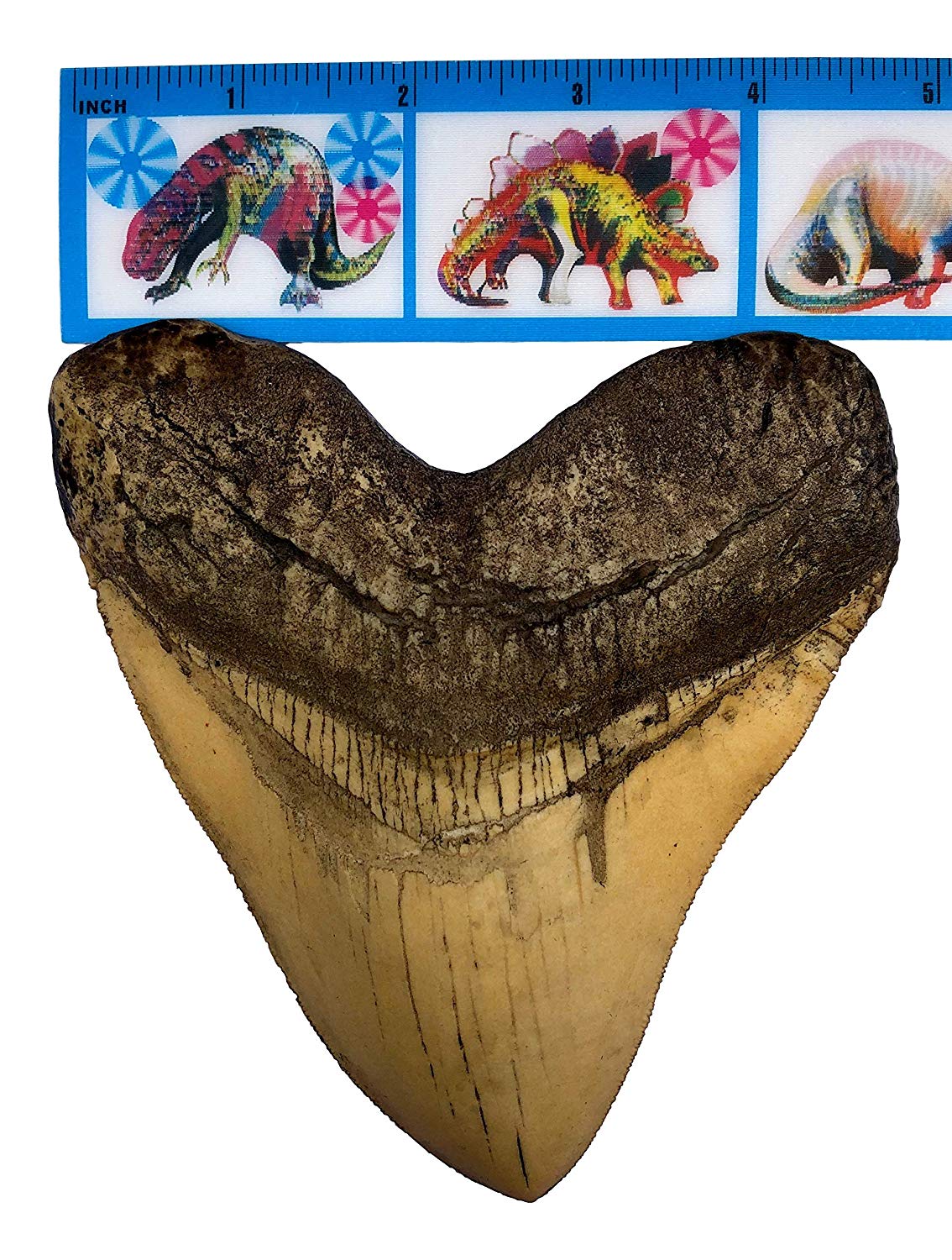 Ivory Megalodon Shark Tooth Museum Quality Replica with Serrations - dinosaursrocksuperstore