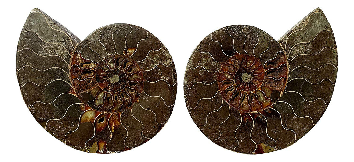 Genuine Ammonite Fossil Pair - Split and Polished - from Madagascar (3) - dinosaursrocksuperstore