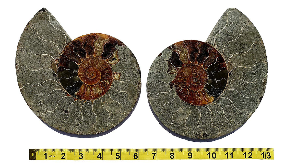 Genuine Ammonite Fossil Pair - Split and Polished - from Madagascar (11) - dinosaursrocksuperstore