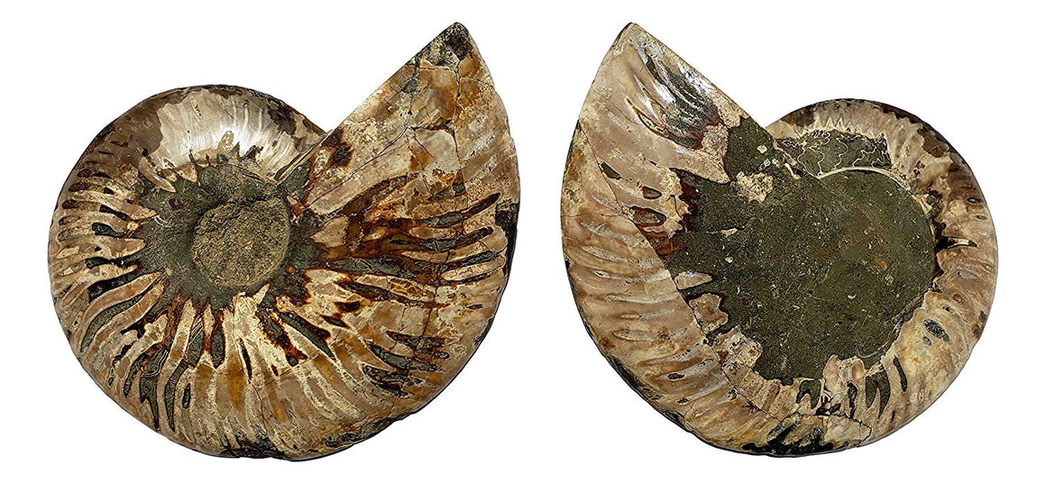 Genuine Ammonite Fossil Pair - Split and Polished - from Madagascar (8) - dinosaursrocksuperstore