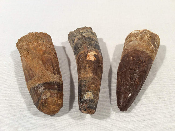 Genuine Spinosaurus Dinosaur Fossil Tooth - 2". Great Gift for Collectors, Teachers, and Fossil Lovers! - dinosaursrocksuperstore