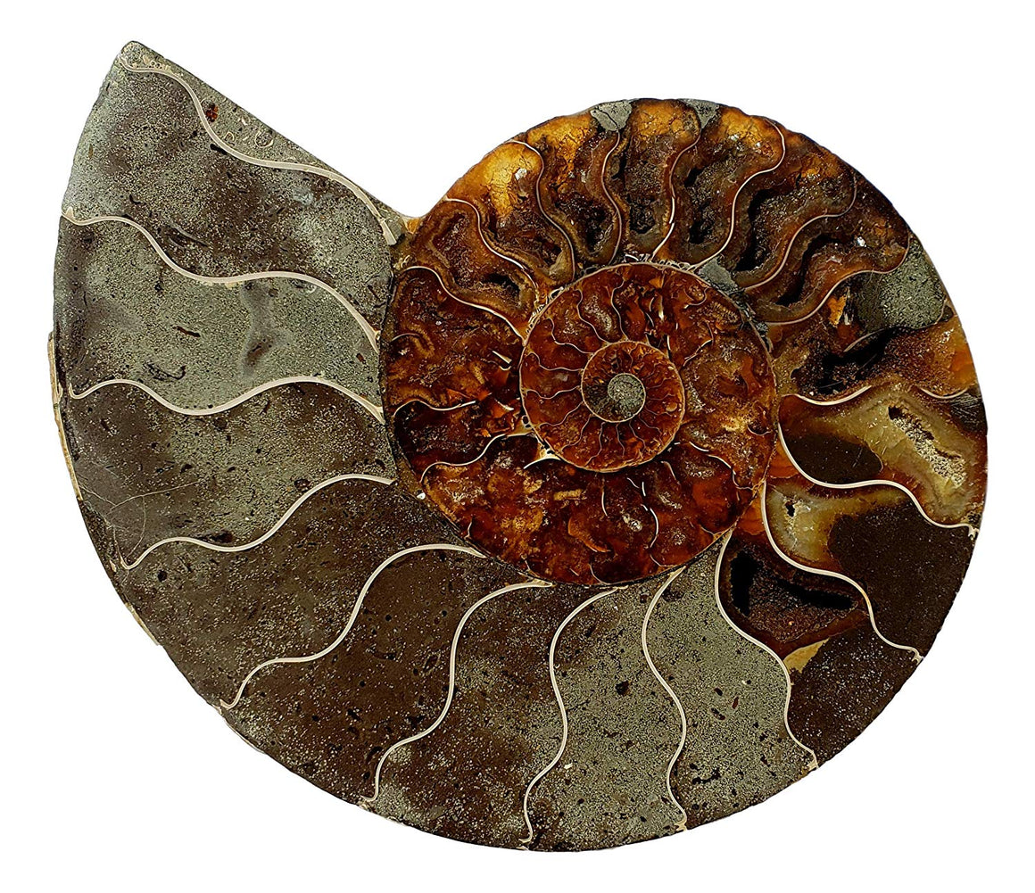 Genuine Ammonite Fossil Pair - Split and Polished - from Madagascar (6) - dinosaursrocksuperstore
