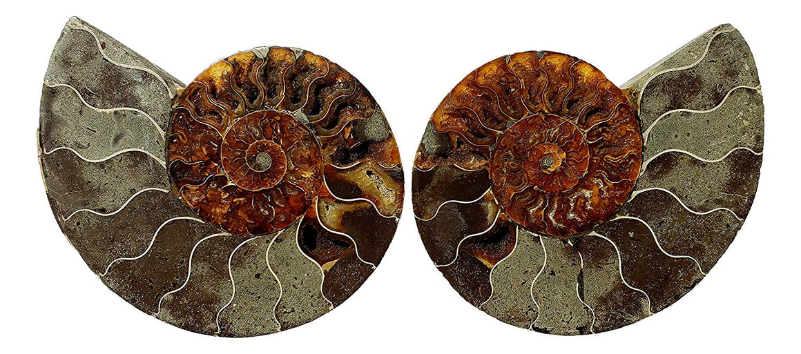 Genuine Ammonite Fossil Pair - Split and Polished - from Madagascar (6) - dinosaursrocksuperstore