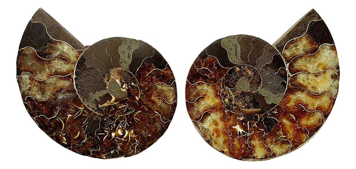 Genuine Ammonite Fossil Pair - Split and Polished - from Madagascar (7) - dinosaursrocksuperstore