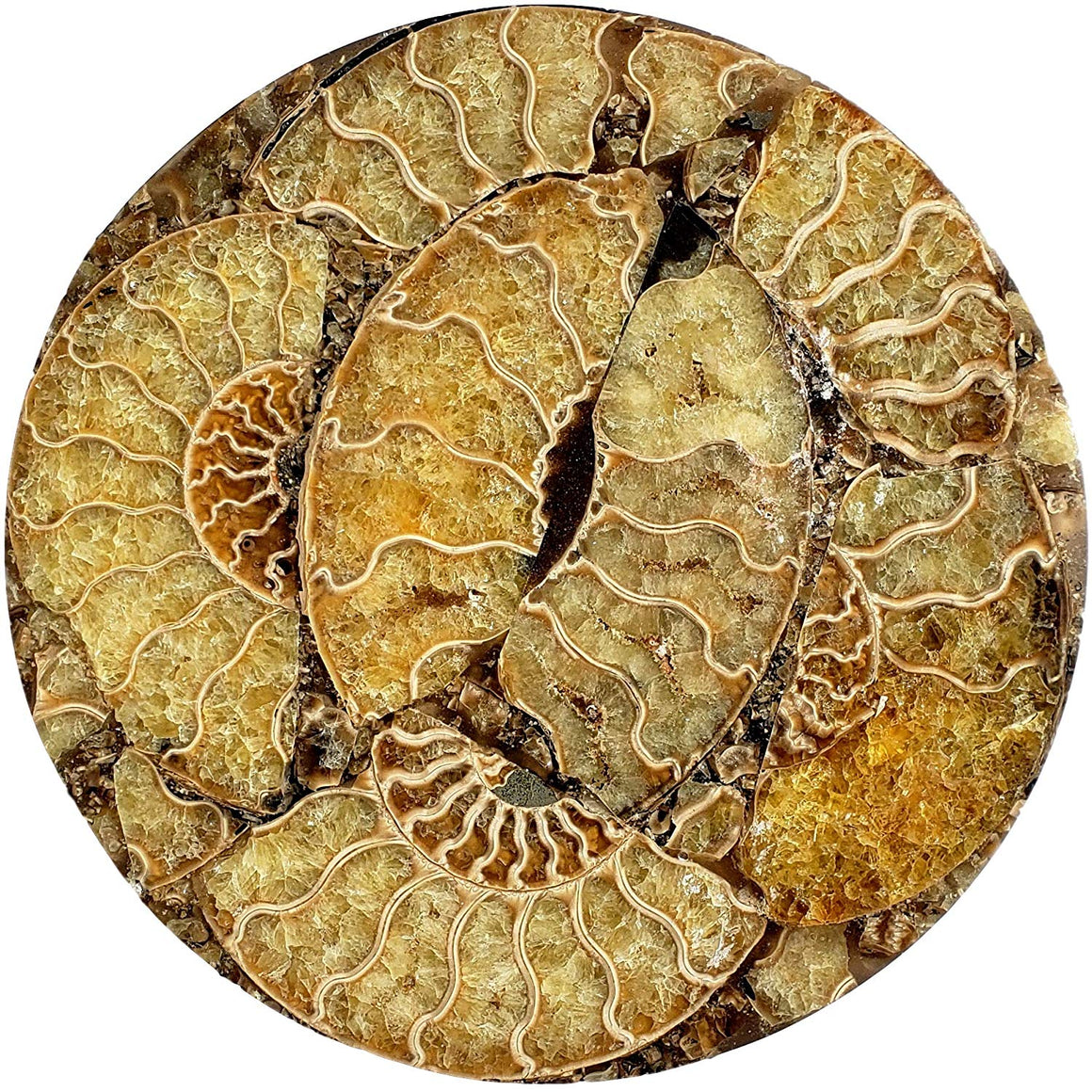 Genuine Multi-Ammonite Fossil Collage Display Specimen and Decorative Serving Platter or Large Coaster from Madagascar (Small) - dinosaursrocksuperstore