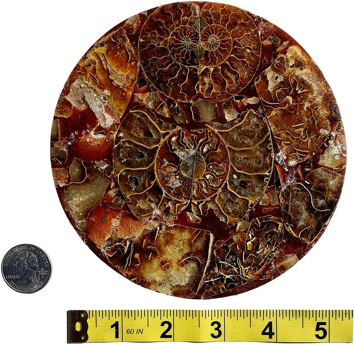 Genuine Multi-Ammonite Fossil Collage Display Specimen and Decorative Serving Platter or Large Coaster from Madagascar (Small) - dinosaursrocksuperstore