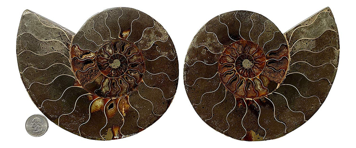 Genuine Ammonite Fossil Pair - Split and Polished - from Madagascar (3) - dinosaursrocksuperstore