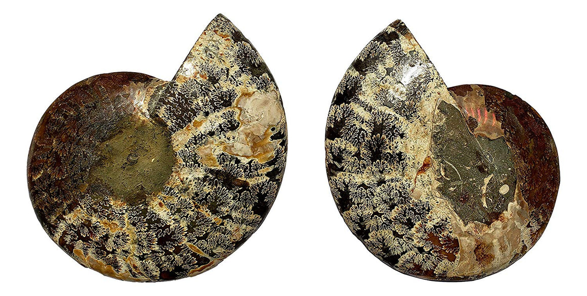 Genuine Ammonite Fossil Pair - Split and Polished - from Madagascar (9) - dinosaursrocksuperstore