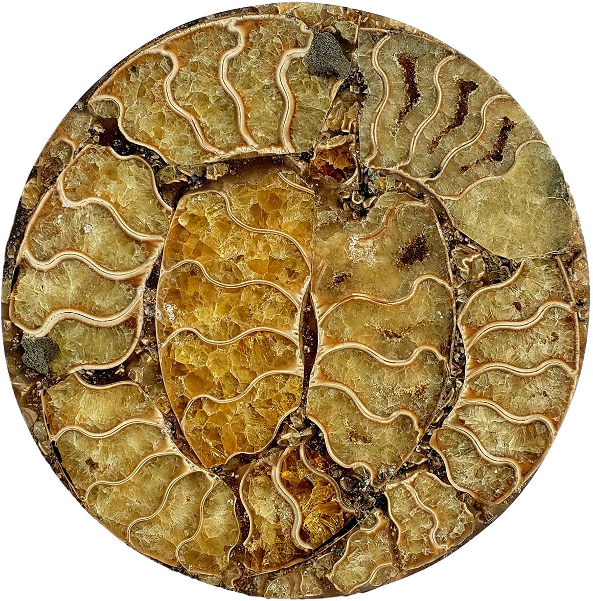 Genuine Multi-Ammonite Fossil Collage Display Specimen and Decorative Serving Platter or Large Coaster from Madagascar (Small) - dinosaursrocksuperstore