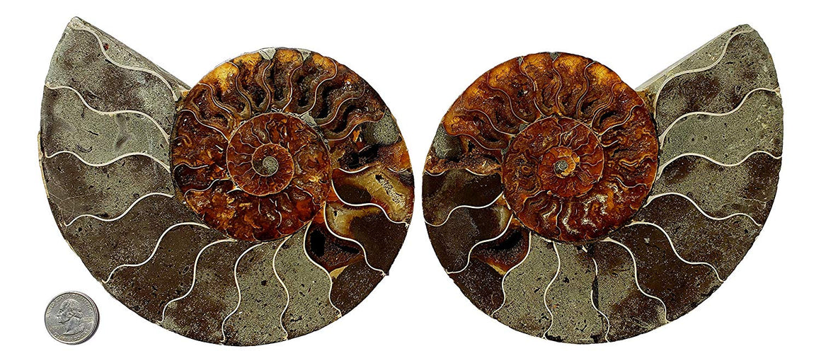 Genuine Ammonite Fossil Pair - Split and Polished - from Madagascar (6) - dinosaursrocksuperstore