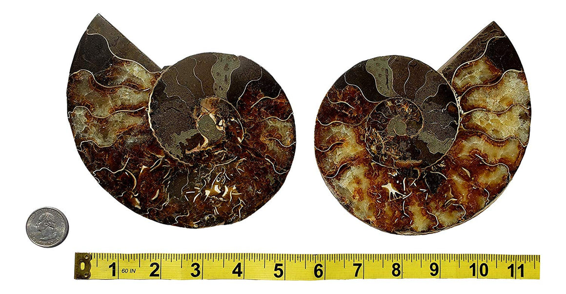 Genuine Ammonite Fossil Pair - Split and Polished - from Madagascar (7) - dinosaursrocksuperstore