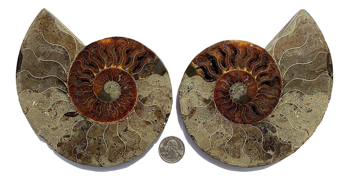 Genuine Ammonite Fossil Pair - Split and Polished - from Madagascar (16) - dinosaursrocksuperstore