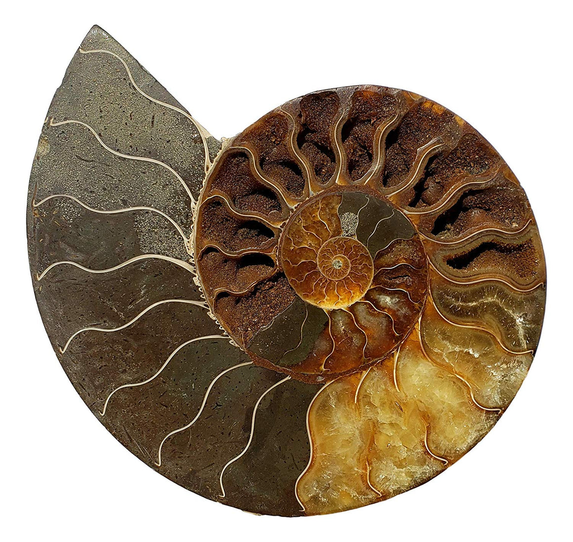 Genuine Ammonite Fossil Pair - Split and Polished - from Madagascar (9) - dinosaursrocksuperstore