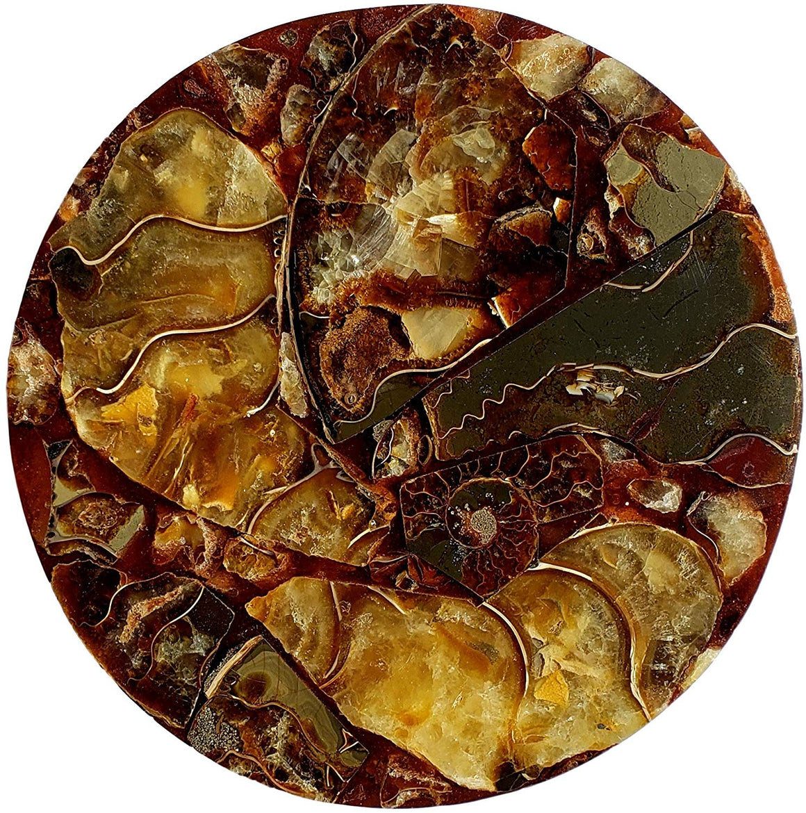 Genuine Multi-Ammonite Fossil Collage Display Specimen and Decorative Serving Platter or Large Coaster from Madagascar (Small) - dinosaursrocksuperstore