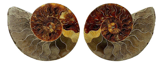 Genuine Ammonite Fossil Pair - Split and Polished - from Madagascar (4) - dinosaursrocksuperstore