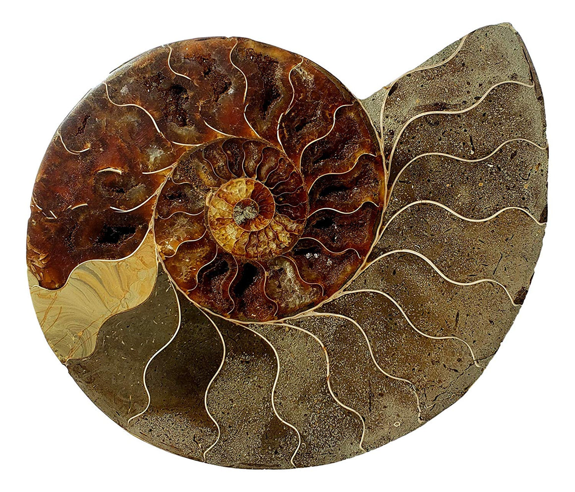 Genuine Ammonite Fossil Pair - Split and Polished - from Madagascar (4) - dinosaursrocksuperstore