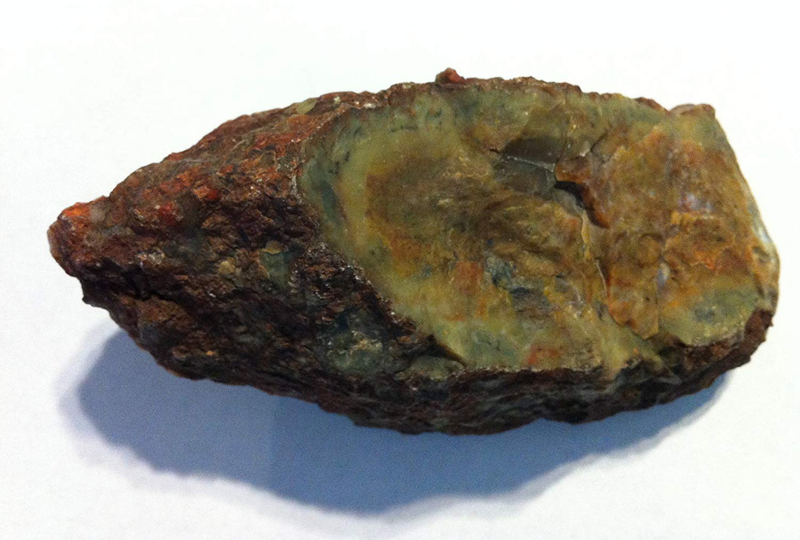 Genuine Fossil Coprolite - Fossilized Dino"Poop" (Large) - dinosaursrocksuperstore