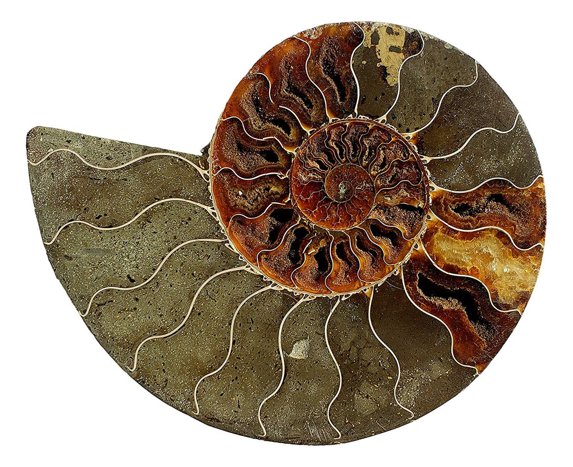 Genuine Ammonite Fossil Pair - Split and Polished - from Madagascar (2) - dinosaursrocksuperstore