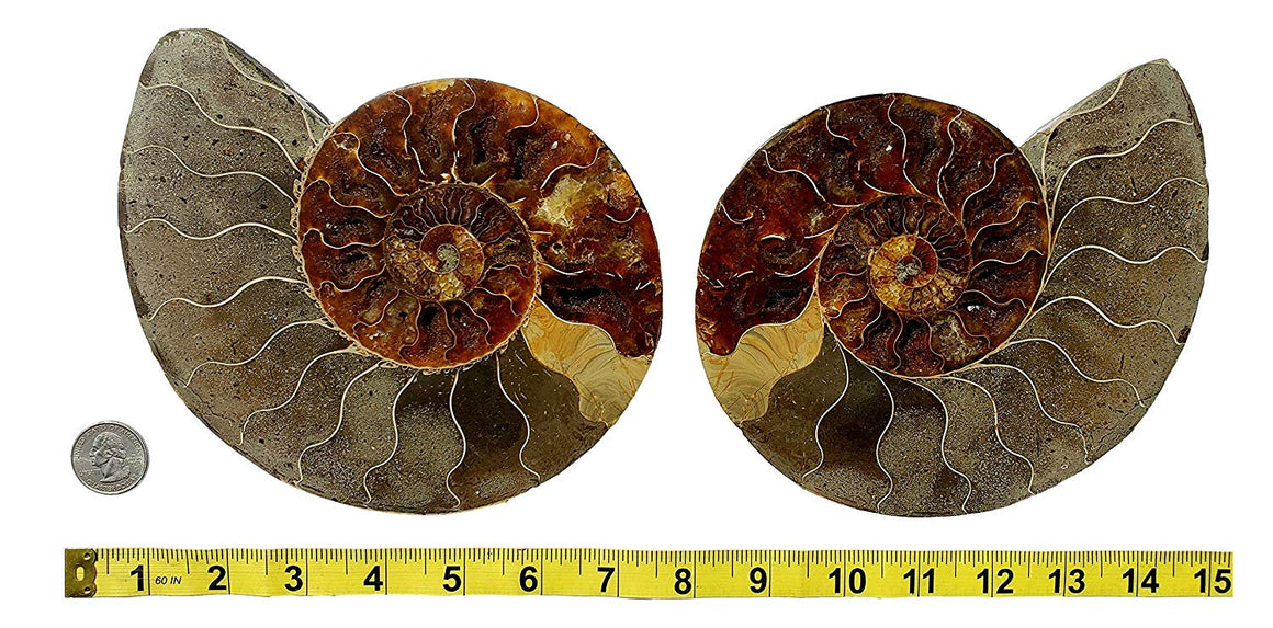 Genuine Ammonite Fossil Pair - Split and Polished - from Madagascar (4) - dinosaursrocksuperstore