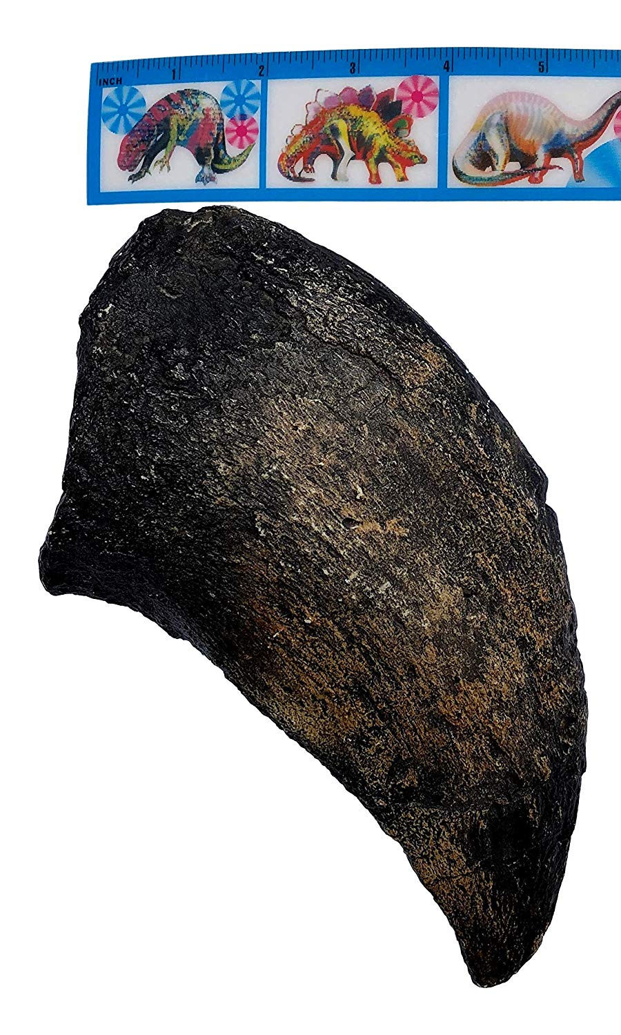 Camarasaurus Dinosaur Claw Fossil - Museum Quality Replica - 11.5" - dinosaursrocksuperstore