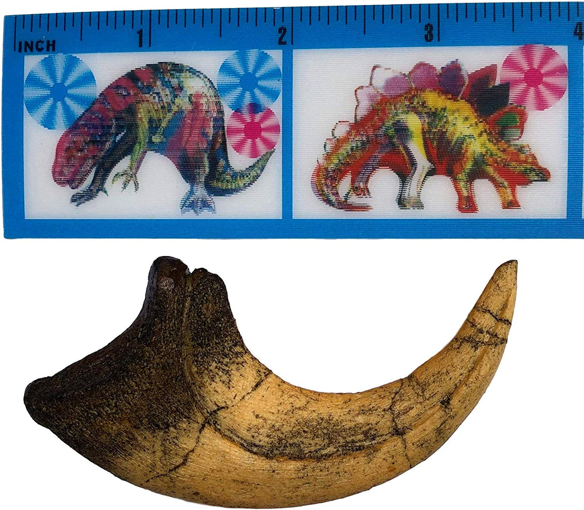 Deinonychus Raptor Dinosaur Claw Replica - dinosaursrocksuperstore