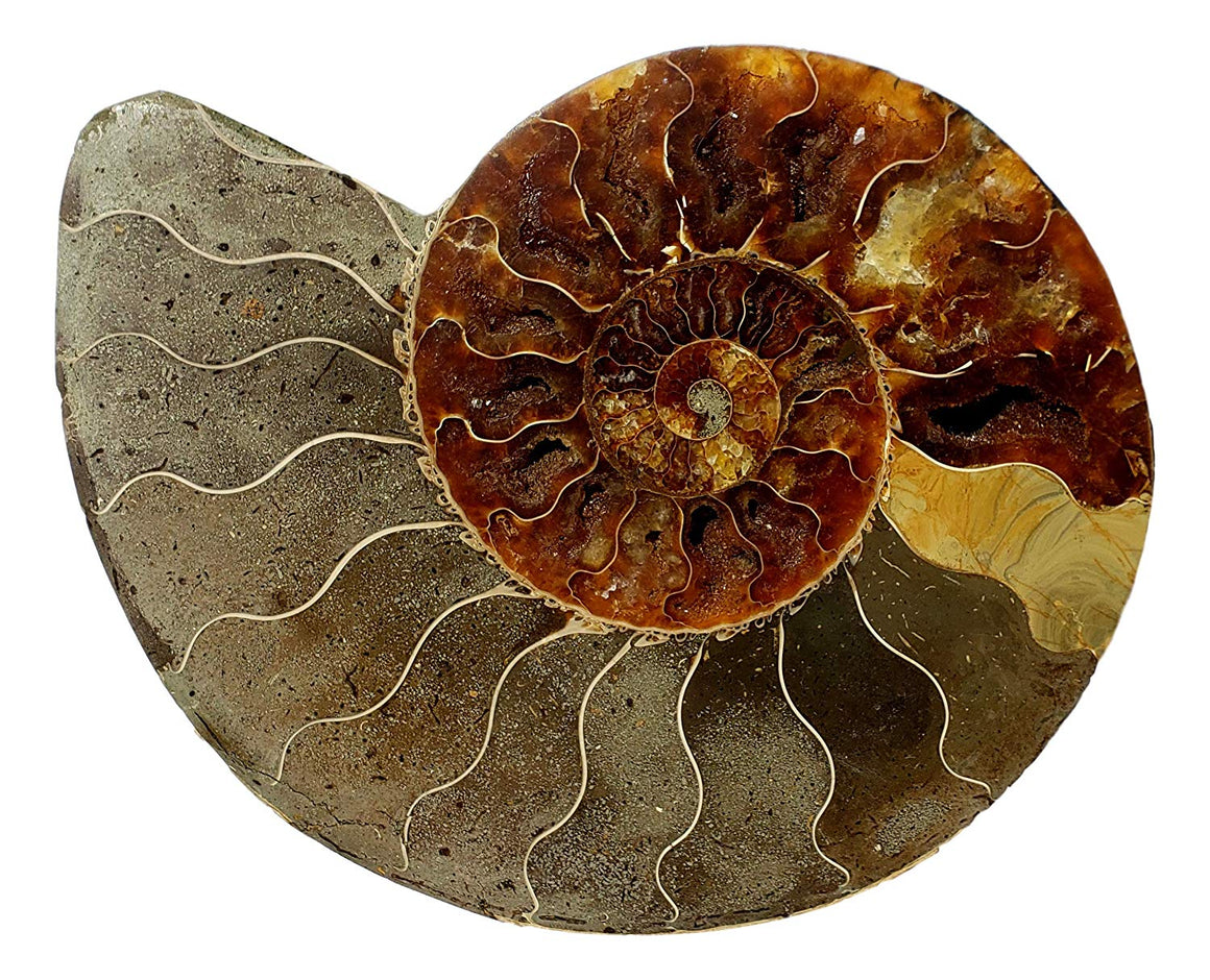 Genuine Ammonite Fossil Pair - Split and Polished - from Madagascar (4) - dinosaursrocksuperstore