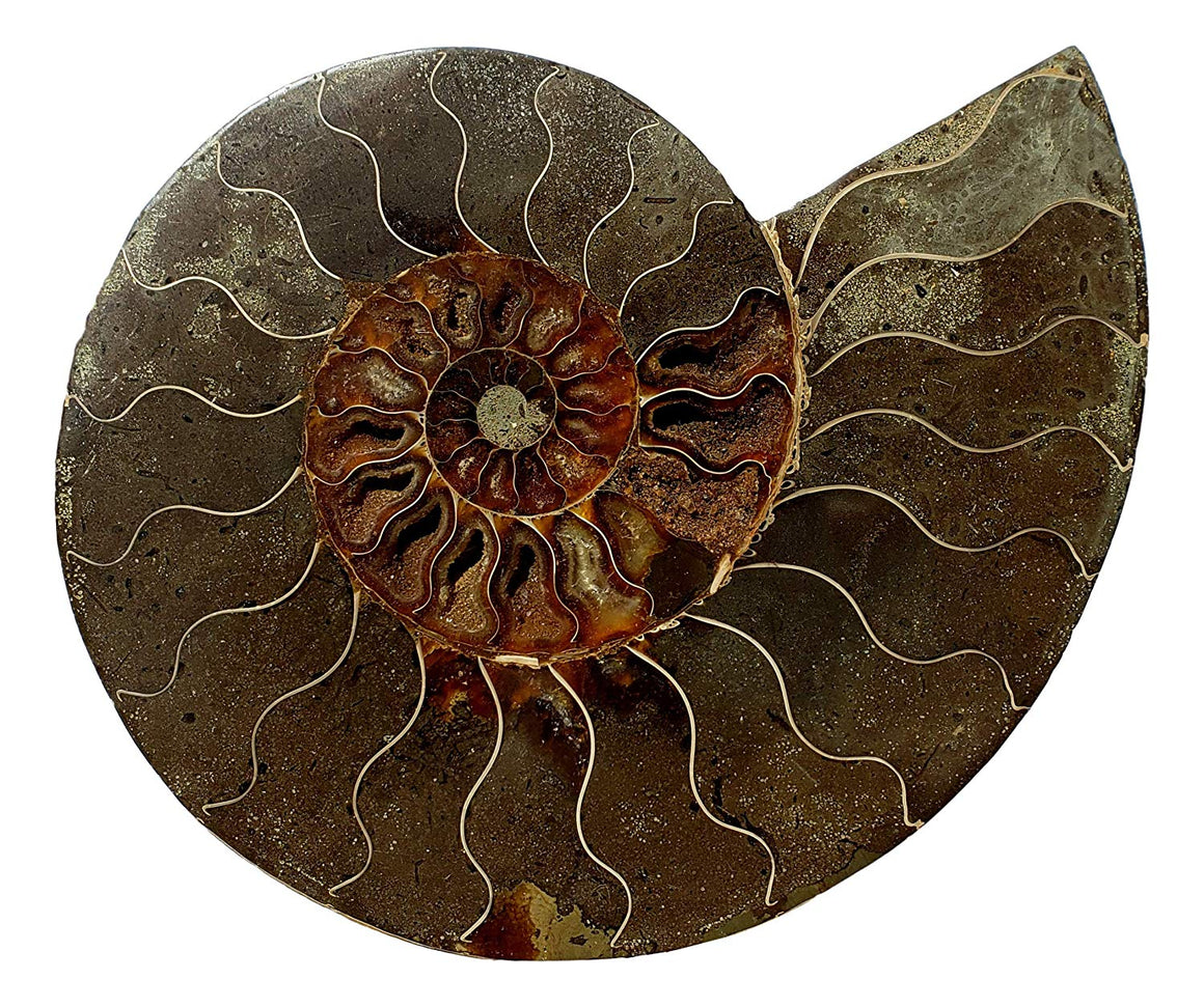 Genuine Ammonite Fossil Pair - Split and Polished - from Madagascar (3) - dinosaursrocksuperstore