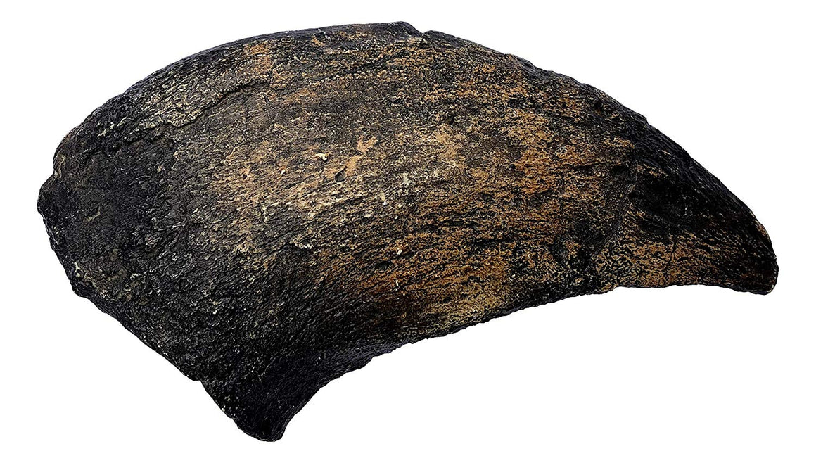 Camarasaurus Dinosaur Claw Fossil - Museum Quality Replica - 11.5" - dinosaursrocksuperstore