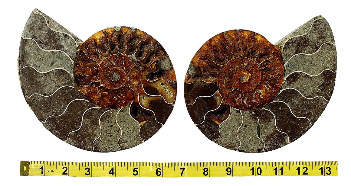 Genuine Ammonite Fossil Pair - Split and Polished - from Madagascar (6) - dinosaursrocksuperstore