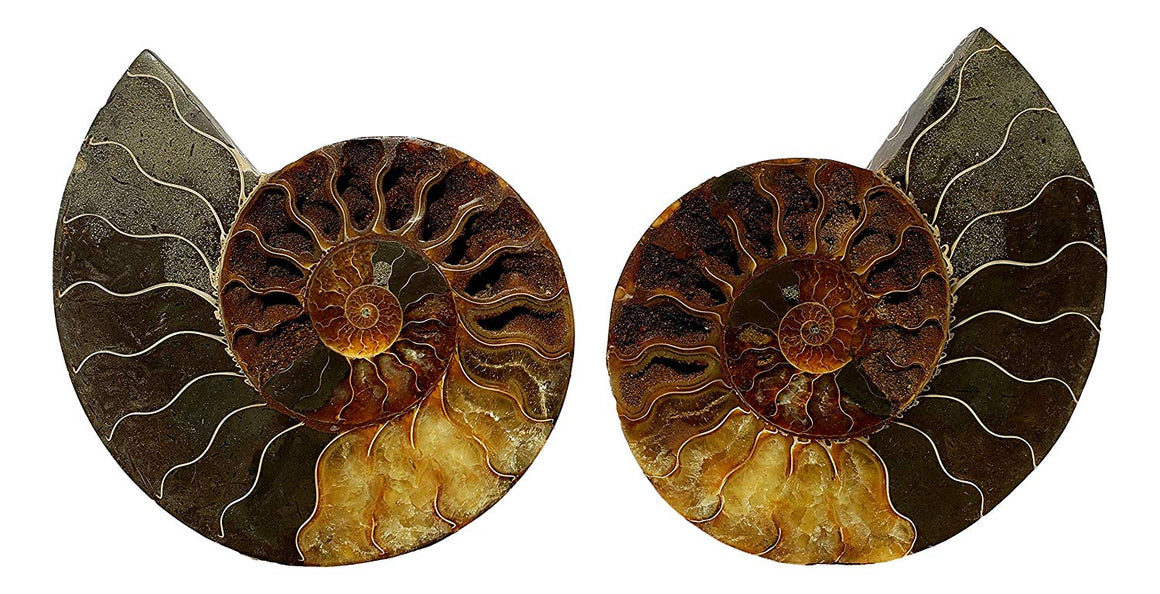 Genuine Ammonite Fossil Pair - Split and Polished - from Madagascar (9) - dinosaursrocksuperstore