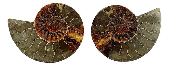 Genuine Ammonite Fossil Pair - Split and Polished - from Madagascar (2) - dinosaursrocksuperstore