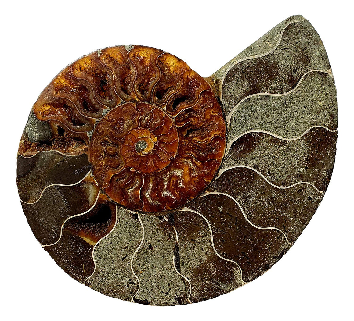 Genuine Ammonite Fossil Pair - Split and Polished - from Madagascar (6) - dinosaursrocksuperstore