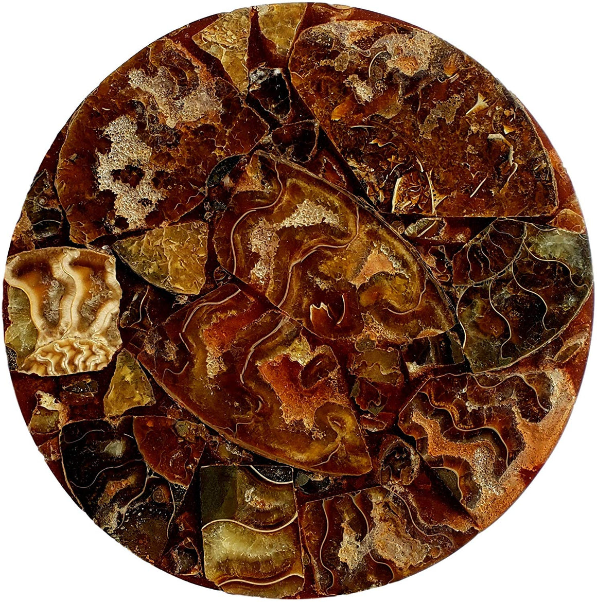 Genuine Multi-Ammonite Fossil Collage Display Specimen and Decorative Serving Platter or Large Coaster from Madagascar (Small) - dinosaursrocksuperstore